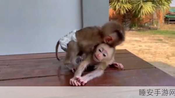 二人生猴子免费看:二人共享猴子观赏体验"🐒