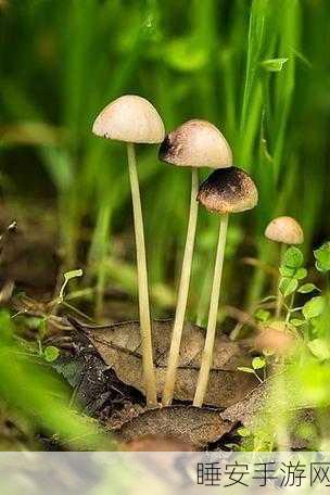 吃瓜不打烊 – 八卦爆料蘑菇：八卦不停歇 - 蘑菇内幕大揭秘＂ 🍄