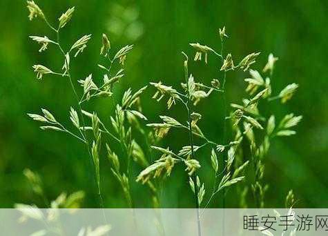 17c一超草:17c特别草" 🌟