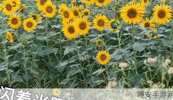 草莓视频向日葵视频:莓果与向日葵影像" 🌻