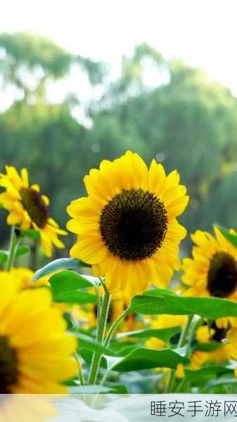 向日葵视频站长:向日葵视频平台管理员" 🌻