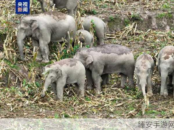 大象煮伊二o二二久入口:二零二二年大象入厨" 🐘