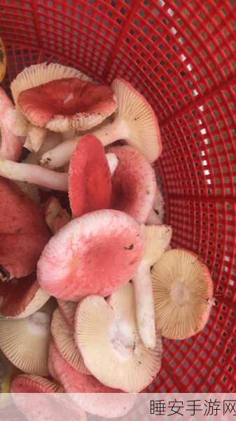 蘑菇视频红色logo版本:红色标识的蘑菇视频版本"🔴