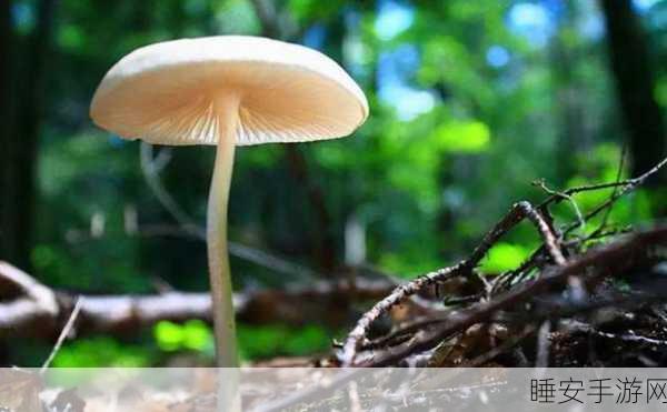 蘑菇黑料爆料在线观看:在线观看蘑菇黑料揭秘" 🍄