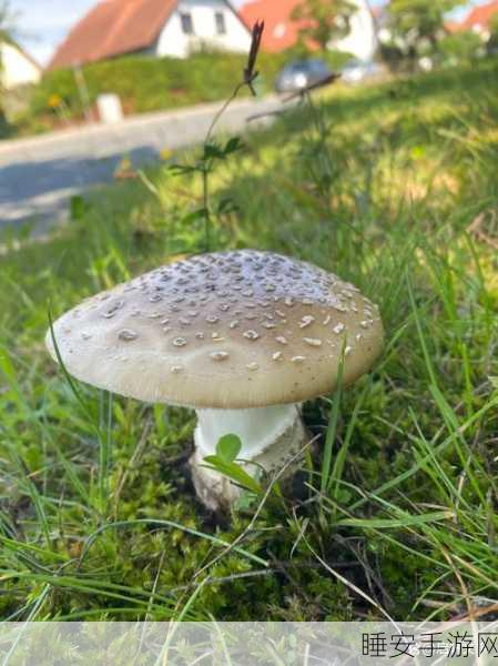 蘑菇黑料爆料在线观看:在线观看蘑菇黑料揭秘" 🍄