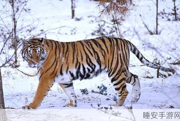 四虎:四猛" 🐅