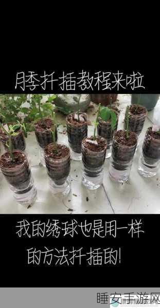 日本七十二种扦插法的缝纫效果:日本七十二种插枝法的缝合效果" 🌿