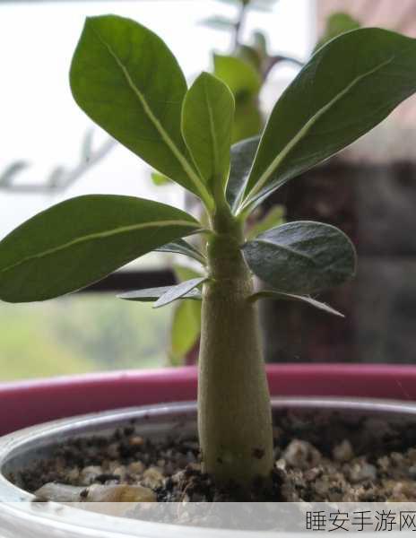 日本七十二种扦插法的缝纫效果:日本七十二种插枝法的缝合效果" 🌿
