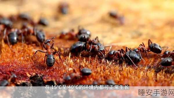 清新来袭!放置蚂蚁模拟器下载开启,探索微观世界的奇妙之旅
