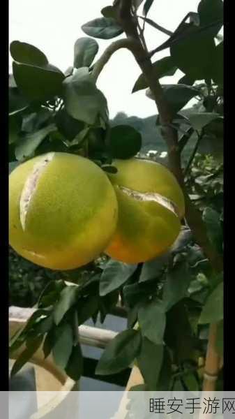 蜜柚污染版1.6.0v:蜜柚污染版1.6.0" 🍊
