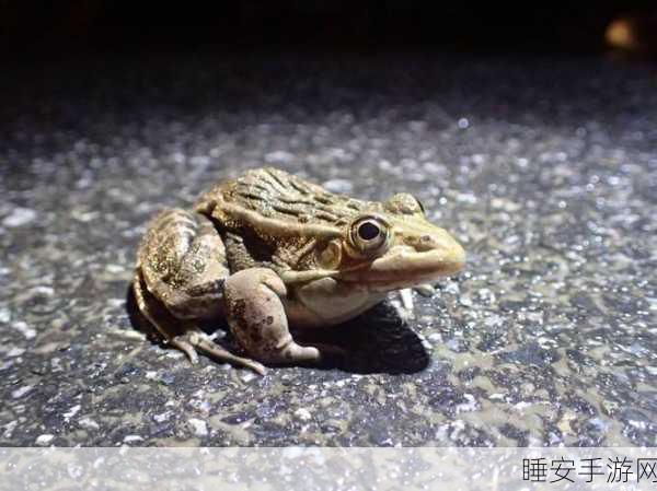 漫蛙防走失站:漫蛙失踪防护站" 🐸
