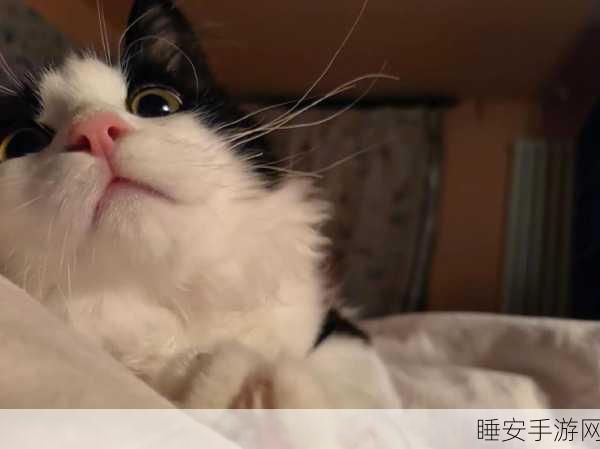 猫咪矿山探险记,萌宠挖矿大挑战,惊喜宝藏等你发掘!