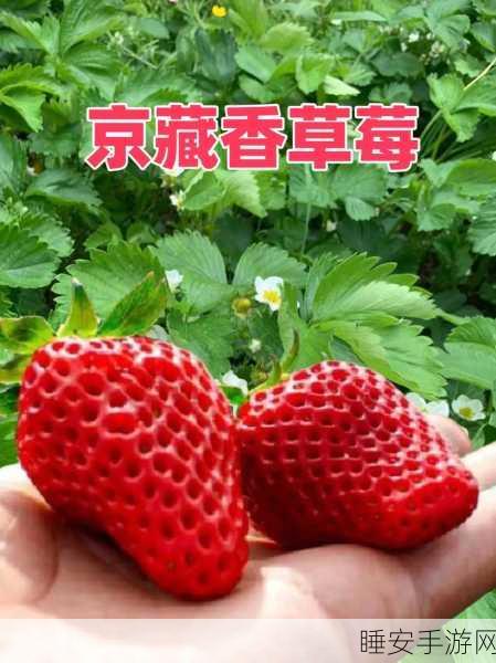 草莓A8视频:草莓A8影片" 🍓