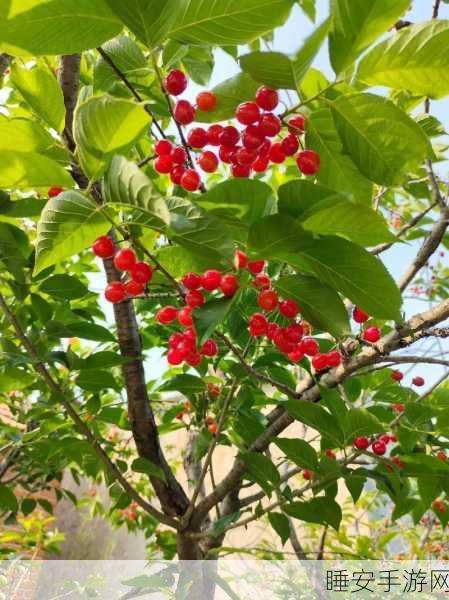樱桃视频 免费观看:畅享樱桃视频" 🍒