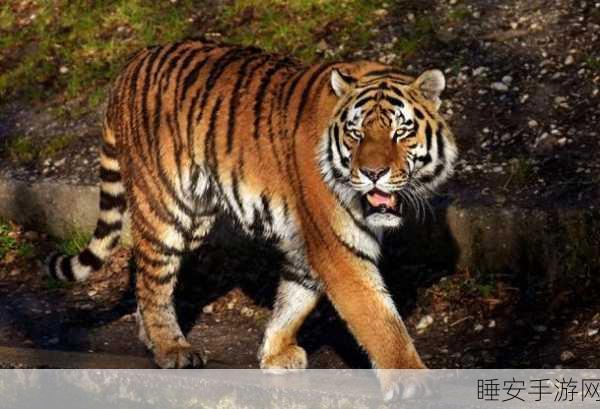 四虎网站:四巨头平台" 🐅