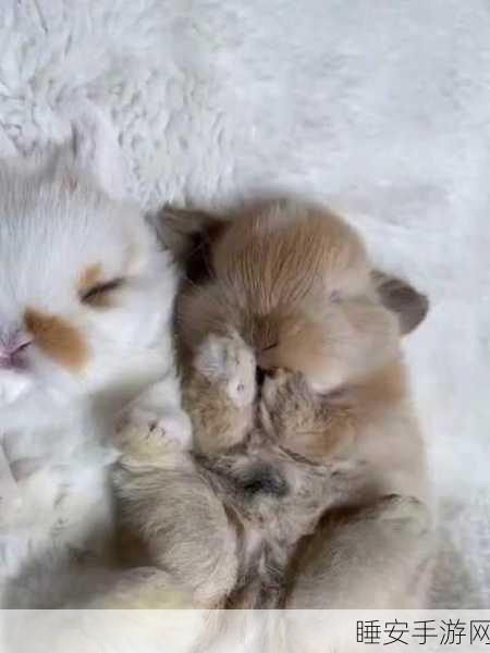 衬衫里的两只小兔子摇摇晃晃的:衬衫中两只小兔子的嬉戏摇摆"🐰