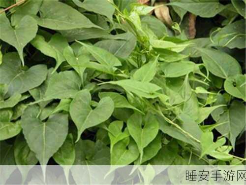 成品网站w灬源码三叶草入口:成品网站W灬源码绿叶入口🌿