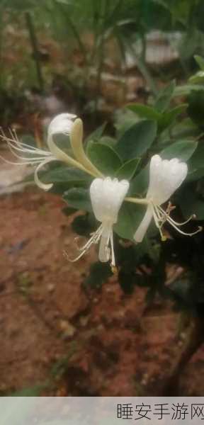 无法合拢的皇帝金银花:无法闭合的皇帝金银花" 🌸
