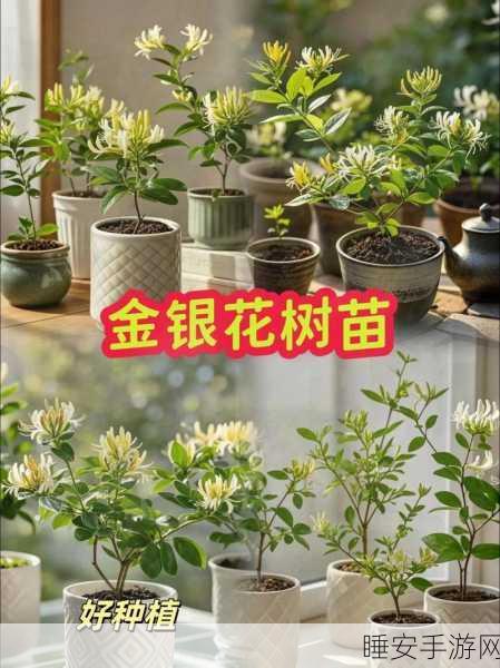 无法合拢的皇帝金银花:无法闭合的皇帝金银花" 🌸