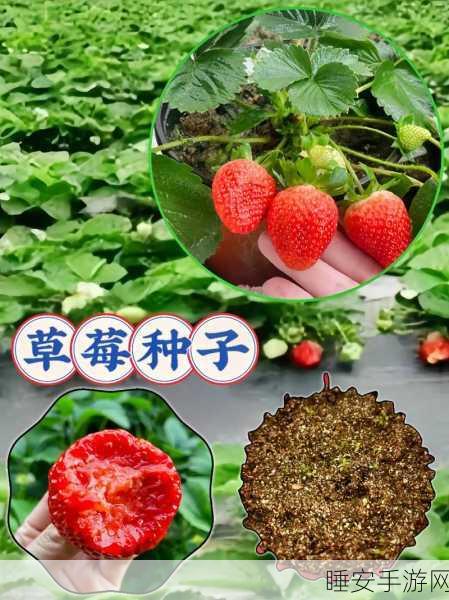 草莓破译版:草莓解密版" 🍓