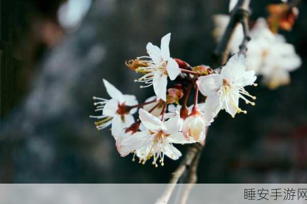 云樱狂飙水:风舞樱花水" 🌸