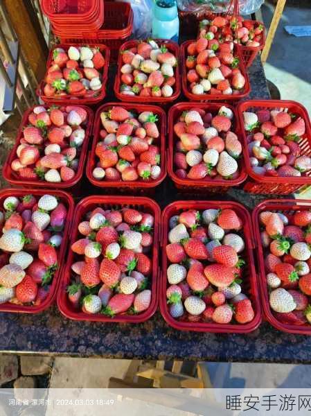 免费草莓视频:草莓视频畅享版🍓