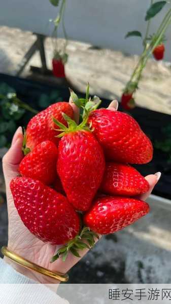 免费草莓视频:草莓视频畅享版🍓