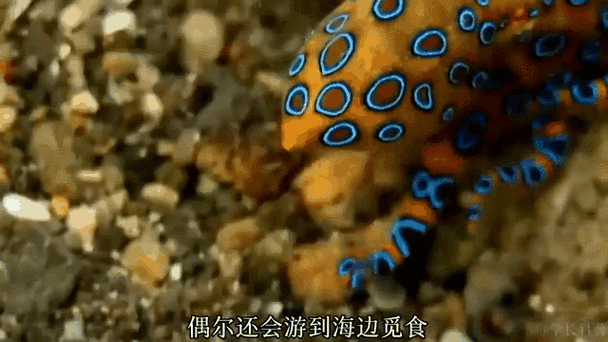 章鱼冒险手机版震撼上线!扮演萌章鱼环游世界,挑战智慧极限