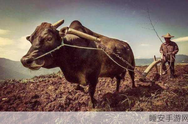 老牛一区:成熟之地" 🌱