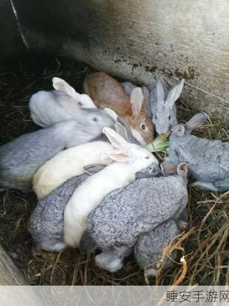 老师的大兔子在衬衫里抖来抖去:老师的兔子在衬衫里欢快地跳动"🐰