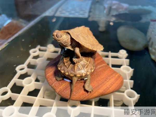 方块猫叠高高手机版来袭!挑战你的平衡与敏捷,登顶排行榜!