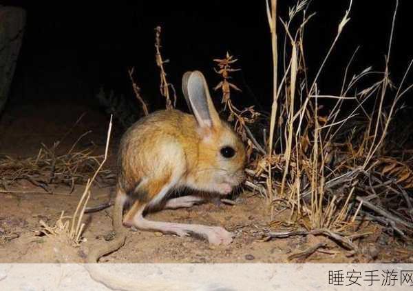 沙漠老鼠团:沙漠鼠类聚集" 🐭