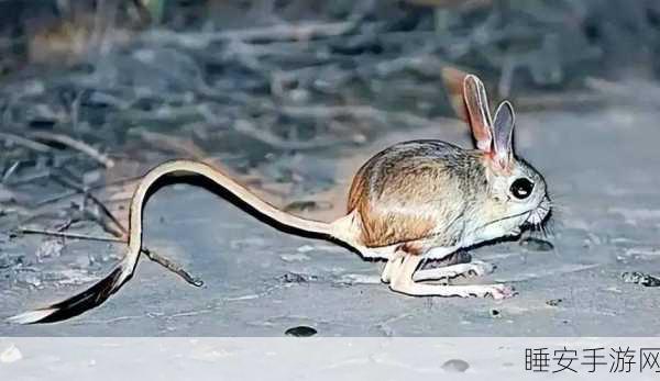 沙漠老鼠团:沙漠鼠类聚集" 🐭