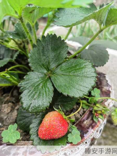 草莓福利视频:草莓视频分享" 🍓