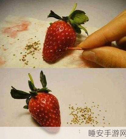 草莓污视频:草莓迷情视频" 🍓