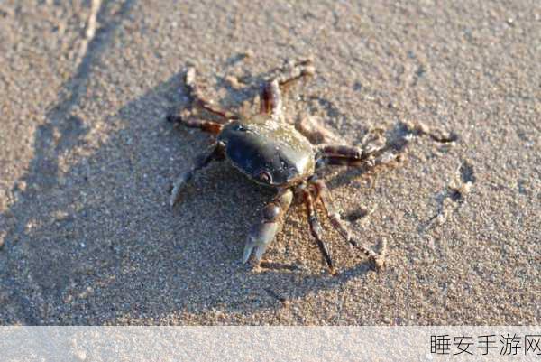 精致蟹趣,探秘螃蟹的宝藏模拟休闲手游世界