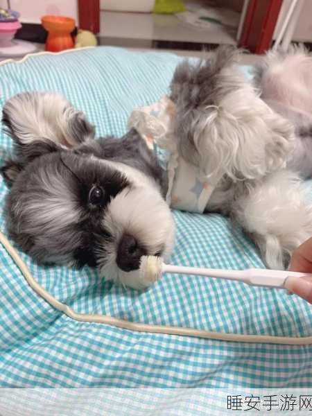 日本mindup狗狗:日本心智犬" 🐶