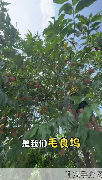 坤坤寒进桃子里：坤坤寒闯桃花源＂🍑