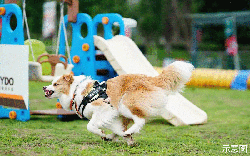 柴犬侠震撼来袭!经典卡牌对战,策略与萌宠的双重盛宴