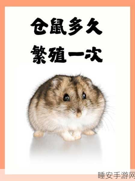仓鼠进化大派对,萌宠养成与竞技盛宴,下载开启欢乐之旅!