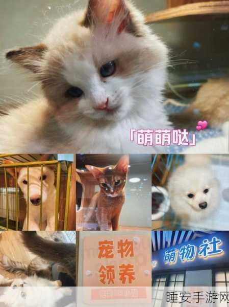 宠物进化世界安卓版震撼上线,探索奇幻宠物养成之旅