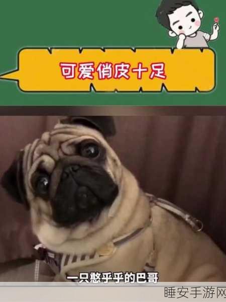 搞笑无极限!动物大捣蛋欢乐上线,创意比拼赢大奖