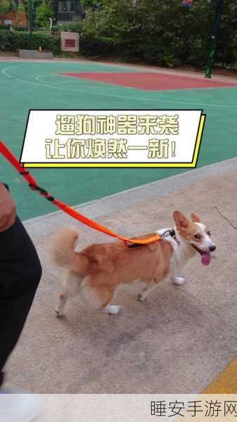 遛狗大师,徒步闯关新体验,萌宠相伴乐无边
