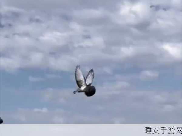 归巢鸽,翱翔天际的趣味飞行挑战,你准备好了吗?