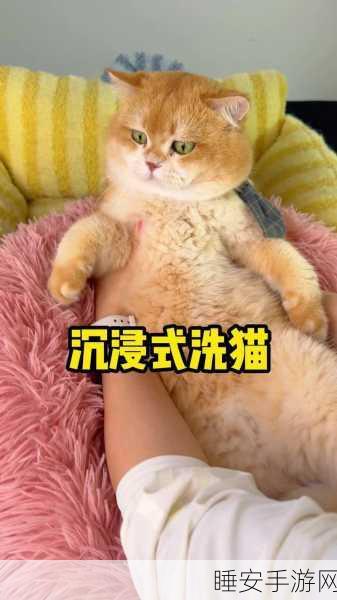 悲伤猫装扮来袭,沉浸式猫咪养成,治愈你的每一天!