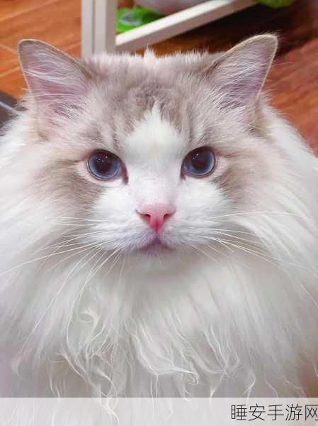萌宠新纪元,猫咪漂流记手机版下载开启,休闲养成乐趣无限