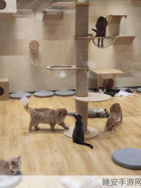 猫咪屋台安卓版正式上线,萌宠养成新体验,打造专属喵星人乐园