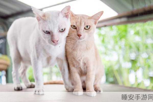 节奏猫咪双人挑战赛,音乐与节奏的休闲盛宴,下载即享!