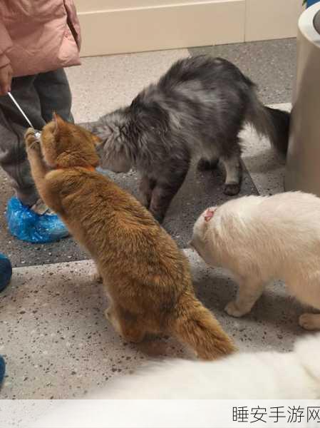 猫咪大亨主题公园手机版震撼上线!打造专属猫咪乐园,尽享萌宠经营乐趣