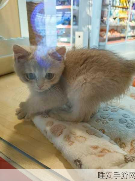 猫咪大亨主题公园手机版震撼上线!打造专属猫咪乐园,尽享萌宠经营乐趣